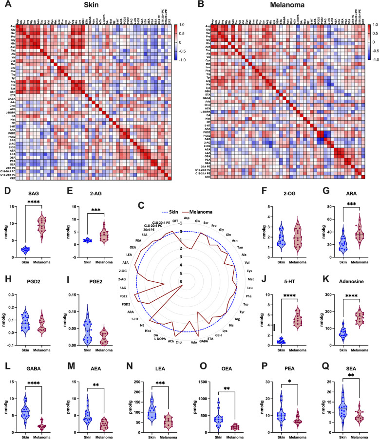 Metabolic signatures reveal that SAG, 2-AG, and ARA are increased in melanoma. Spearman correlation heatmaps of quantified metabolites in (A) skin and (B) melanoma. Red color indicates positive (> 0), white color indicates zero (0), blue color indicates negative (< 0) correlation, and the color intensity represents variation in the levels across the color scale. C Radar chart illustrating the levels of amino acids, neurotransmitters, and bioactive lipids in melanoma and normal skin, quantified by LC–ESI–MS/MS. Data are shown as fold change of the mean values, melanoma levels shown in red, and skin levels in blue, using skin levels as the baseline (fold change 0). D-Q Representative charts of endogenous levels of bioactive lipids in melanoma and skin. Data are shown as violin plots (N = 14 for each group) and analyzed by two-tailed paired t-test; ***P < 0.001; ****P < 0.0001. Abbreviations: 2-AG, 2-arachidonoylglycerol; 2-OG, 2-oleoylglycerol; 20:4 PE, 1,2-diarachidonoyl-sn-glycero-3-phosphoethanolamine; 5-HT, serotonin; Ach, acetylcholine; Ado, L-adenosine; AEA, anandamide; Ala, L-alanine; ARA, arachidonic acid; Arg, L-arginine; Asn, L-asparagine; Asp, L-aspartic acid; C18-20:4 PC, 1-(1Z-octadecenyl)−2-arachidonoyl-sn-glycero-3-phosphocholine; C18-20:4 PE, 1-(1Z-octadecenyl)−2-arachidonoyl-sn-glycero-3-phosphoethanolamine; Cho, choline; CRT, corticosterone; Cys, L-cysteine; ETA, ethanolamine; GABA, gamma-aminobutyric acid; Glu, L-glutamic acid; Gln, L-glutamine; Gly, L-glycine; GSH, glutathione; His, L-histidine; Hist, histamine; LEA, linoleoyl ethanolamide; Leu, L-leucine; Lys, L-lysine; Met, L-methionine; NE, norepinephrine; OEA, oleoyl ethanolamide; PEA, palmitoyl ethanolamide; PGD2, prostaglandin D2; PGE2, prostaglandin E2; Phe, L-phenylalanine; Pro, L- proline; SAG, 1-stearoyl-2-arachidonoyl-sn-glycerol; SEA, stearoyl ethanolamide; Ser, L-serine; Tau, L-taurine; Trp, L-tryptophan; Tyr, L-tyrosine; Val, L-valine