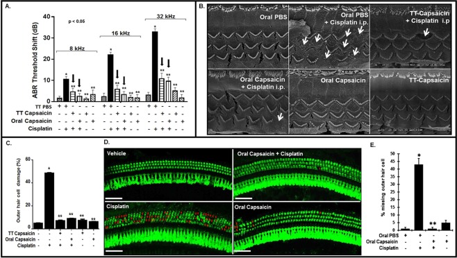 Capsaicin inhibits cisplatin-induced hearing loss. (A) We recorded ABR threshold shifts in naïve Wistar rats, pre-treated with either trans-tympanic capsaicin (0.1 µM, 50 µl) or TT-PBS (50 µl), oral PBS or oral capsaicin (20 mg/kg), 24 h prior to cisplatin (11 mg/kg, i.p). We measured post treatment ABR thresholds at 72 h after cisplatin and they showed significant increase with cisplatin alone, which capsaicin attenuated at all frequencies tested. Black arrows indicate significant decrease in threshold shifts when compared to cisplatin. (*Indicates significant difference from control; **indicates significant difference from cisplatin treatment, p < 0.05, n = 9). (B) SEM studies performed on rat cochleae show disruption of the stereociliary bundles indicating damage to the OHCs by cisplatin which was significantly ameliorated by pre-treatment with capsaicin. (C) Quantitative analysis of outer hair cell damage in the basal turn in the SEM images. (*Indicates significant difference from control; **indicates significant difference from cisplatin treatment, p < 0.05, n = 4). (D) Cochlear whole mount preparations from animals stained with myosin VIIA and imaged by confocal microscopy indicate that cisplatin caused hair cell loss in the basal turn (indicated by red arrows), while capsaicin pre-treatment was protective. Scale bar is 25 µm. (E) Quantitative analysis of presence or absence of outer hair cells from the basal turn of the whole mount. (*Indicates significant difference from control; **indicates significant difference from cisplatin treatment, p < 0.05, n = 4).