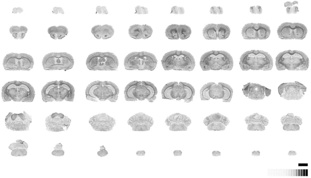 Representative autoradiograms of [35S]GTPγS stimulated by specific agonist of S1P1 receptor, CYM-5442 (10 μM) in mouse brain. [14C]-Standard (0-35000 nCi/g t.e.). Scale bar = 6 mm.