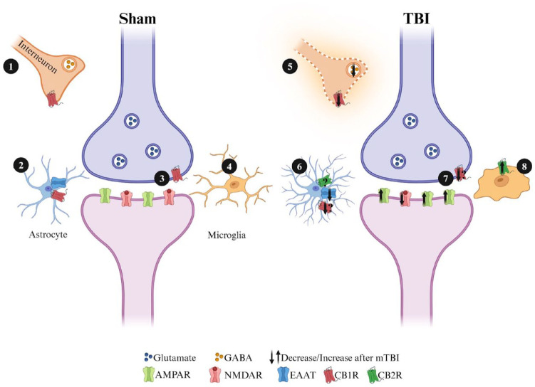 Simplified graphic displaying the potential roles CB1 receptors could play in synaptic plasticity at excitatory hippocampal synapses. Cannabinoid receptors are located in a number of places where they have the potential to significantly affect synaptic plasticity. In response to injury, microglia are activated and proliferate as part of the proinflammatory response. Astrocytes also contribute to neuroinflammation by becoming reactive following injury. Both astrocytes and microglia synthesize endocannabinoids (eCBs) and express cannabinoid receptors (CBRs), which could potentially aid in decreasing neuroinflammation. (1/5) CB1 receptors located on presynaptic terminals that release GABA can reduce inhibitory tone when activated. This can lead to greater postsynaptic excitation and enhance the capacity for LTP at excitatory synapses. Following mild traumatic brain injury (mTBI), glutamate excitotoxicity results in decreased GABAergic functioning and interneuron cell death, further driving aberrant excitatory transmission. (2/6) CB1R located at astrocytes can reduce the uptake of glutamate, both increasing excitatory drive at a synapse and lowering the conversion of glutamate to GABA by astrocytes. Following injury, upregulation of CB2R on astrocytes can reduce proinflammatory responses and improve conditions for neuronal survival. (3/7) Retrograde transmission of eCBs synthesized from the postsynaptic terminal can interact with CB1Rs located on presynaptic terminals and modulate the release of glutamate. (4/8) CB2Rs located on microglia are downregulated under homeostatic conditions, and following mTBI, CB2R is upregulated to reduce proinflammatory responses.