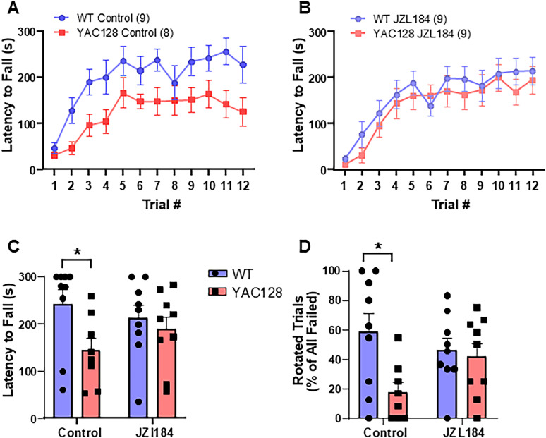 Motor coordination assessed using the accelerating rotarod test. (A) Control (vehicle treated) YAC128 mice showed impaired performance on the rotarod compared to WT mice. (B) Following JZL184 treatment, rotarod learning was not significantly different between WT and YAC128 mice. (C) Latency to fall off the rotarod on day 4 (last day of testing) was significantly lower in control, but not JZL184-treated YAC128 mice. (D) Failed trials ended when the mouse fell or rotated around the rod. Fewer trials ended by rotation in control, but not JZL184-treated mice as compared to WT. *p < 0.05 by Sidak's test post two-way ANOVA.