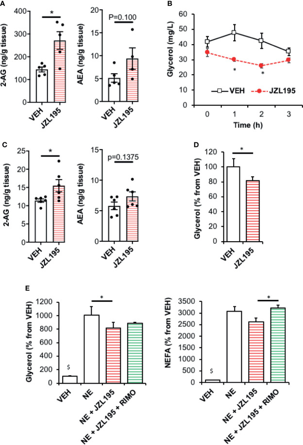 Elevation of endocannabinoid tone in WAT by JZL195 decreases lipolysis. (A) 2-AG and AEA levels in epididymal WAT collected from mice 3 hours after an intraperitoneal injection of vehicle (VEH) or JZL195 (20 mg/kg); n=5/group. (B) Kinetic of plasma glycerol (0, 1h, 2h and 3h) in mice after an intraperitoneal injection of VEH or JZL195 (20 mg/kg); n=5/group. (C) 2-AG and AEA levels measured in rat WAT explants after a 3-hour incubation with VEH or JZL195 (10 µM); n=6/group. (D) Basal glycerol production by WAT explants treated 3 hours with VEH or JZL195 (10 µM). Explants were treated in triplicate and experiments repeated on 3 different rats (n=3/group). (E) Glycerol and non-esterified fatty acids (NEFA) production by rat WAT explants pre-incubated 3 hours with VEH or JZL195 (10 µM) and treated 1 additional hour with VEH, JZL195 or JZL195+Rimonabant (RIMO, 1 µM) in the presence of norepinephrine (NE, 1 µM). Explants were treated in triplicate and experiments repeated on 3 different rats (n=3/group). $p < 0.001 VEH vs other treatments. Results are expressed as mean ± SEM. *p < 0.05.