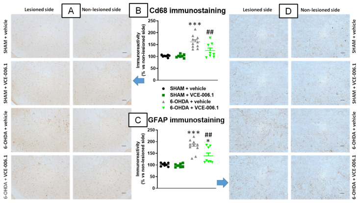 Quantification of Cd68 (B) and GFAP (C) immunoreactivities, including representative images (A) (Cd68; scale bar = 100 µm) and (D) (GFAP; scale bar = 50 µm)), measured in a selected area of the substantia nigra pars compacta of male mice subjected to unilateral 6-OHDA lesions or sham-operated and daily treated with VCE-006.1 (20 mg/kg, i.p.) for 2 weeks. Values correspond to % of the ipsilateral lesioned side vs. contralateral non-lesioned side and are expressed as means ± SEM of more than 6 animals per group. Data were assessed by one-way ANOVA followed by the Tukey test (* p < 0.05, *** p < 0.005 vs. the two sham-operated groups; ## p < 0.01 vs. the vehicle-treated 6-OHDA lesioned mice).
