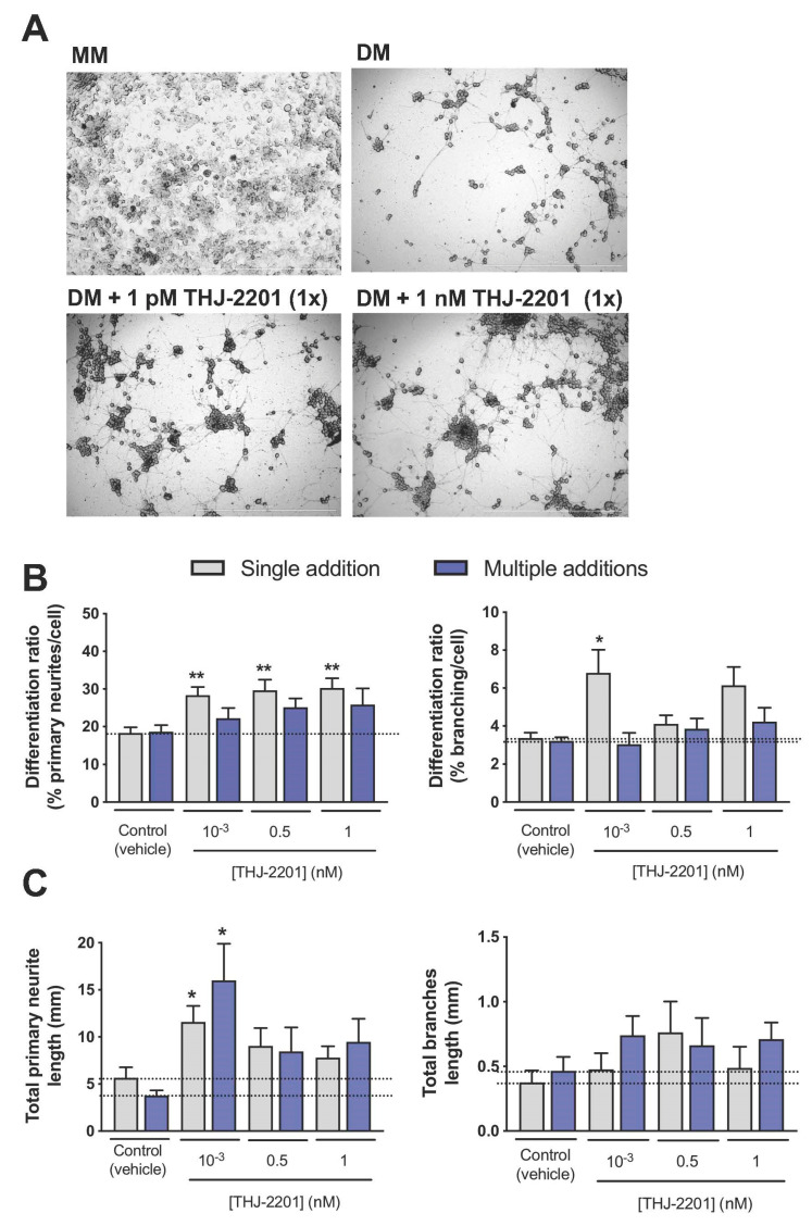 Effects of THJ-2201 on neuronal differentiation. Neuronal differentiation was induced by replacing maintenance medium (MM) by differentiation medium (DM) in the presence of the SC or the vehicle (0.1% DMSO). THJ-2201 was added to NG108-15 cells either once (single addition at day 0, in grey) or every 24 h up to 72 h (total of 3 additions, in purple). (A) Representative images of NG108-15 cells 72 h following induction of differentiation, and treated once with 0.1% DMSO (vehicle control) or THJ-2201, at 1 pM and 1 nM. Cells cultured in MM (in the absence of differentiation factors) continued to proliferate, preventing the analysis of neurite outgrowth. Scale bars correspond to 1000 μM; (B) differentiation ratios for primary neurites (left panel) and branches (right panel), calculated as the number of neurites longer than 20 µm divided by the total number of cells per well. (C) Total neurite length of primary neurites (left panel) and branches (right panel). Bars show the mean ± SEM, from at least five independent experiments, performed in duplicate. * p < 0.05, ** p < 0.01, compared to vehicle control (one-way ANOVA, followed by Dunnett’s post-test).