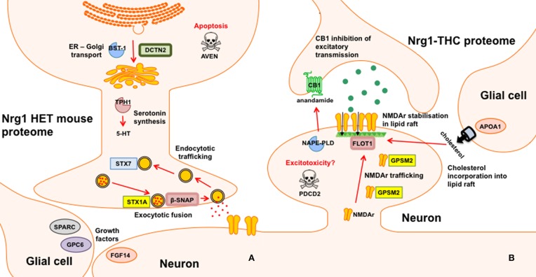 Schematic representation of altered proteins. (A) Proteins with different expression in Nrg1 HET mice relative to WT controls; and (B) Proteins with different expression in THC administered Nrg1 HET mice relative to vehicle treated controls.
