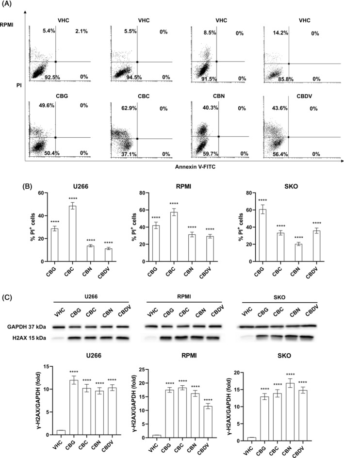 CBG, CBC, CBN, and CBDV effect on cell death in MM cell lines. MM cells were treated for 48 h with CBG, CBC, CBN, or CBDV. (A, B) Cell death was determined by Annexin V‐FITC/PI staining and cytofluorimetric analysis. (A) Histograms are representative of three experiments in RPMI cells. (B) Percentage of PI+ cells compared to VHC. Data shown are expressed as mean ± SD of three separate experiments. (C) Effect of cannabinoids in the modulation of γ‐H2AX protein on MM cell lines treated as above described. The expression of γ‐H2AX was determined with western blot analysis. GAPDH was used as loading control to normalize densitometric values for γ‐H2AX. A representative image is shown for one of three experiments. Folds (mean ± SD of three experiments) are changes respect to vehicle. ****p < 0.0001 versus VHC.