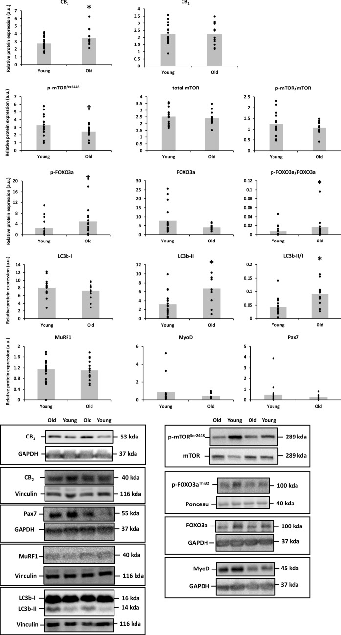 Differences in the protein expression of cannabinoid receptor 1 (CB1), CB2 and phospho and total mammalian target of rapamycin (mTOR) at Ser2448, phospho and total forkhead box O (FOXO)3a at Thr32, microtubule-associated protein 1A/1B-light chain 3 (LC3b), muscle RING finger-1 (MuRF1), MyoD and Pax7 between skeletal muscle of young (n = 18) and old adults (n = 14). Protein targets were normalized to glyceraldehyde 3-phosphate dehydrogenase (GAPDH), vinculin or the total protein form. Data are shown as mean (bar graph in grey) with individual data points (black dots superimposed on the bar graphs). *p < 0.05 and †p = 0.05–0.10 for Independent-Samples t Test or Mann–Whitney U Test. Raw western blot data of all replicates are displayed in Supplementary Figure 2. Ponceau red staining of the presented western blots are included in Supplementary Figure 3.