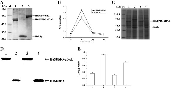 In vitro and in vivo cleavage of His6SUMO-eDAL by the Ulp1 constructs. A SDS-PAGE analysis of the purified fusion protein and two Ulp1 constructs (His6MBP-Ulp1 and His6-Ulp1). The corresponding proteins are indicated by the arrows. B: in vitro cleavage of SUMO-eDAL by two Ulp1 constructs at the different temperatures by coupled assay. C-E: in vivo cleavage of SUMO-eDAL by Ulp1 constructs detected by SDS-PAGE and Western blot analysis, and activity measurement of the released DAL. Lane1: cells carrying the plasmids pSUMO-eDAL and pMAL-c2x. Lane 2: cells containing pSUMO-eDAL and pMAL-c2x-Ulp1. Lane 3: cells harboring pSUMO-eDAL and pCDF-Duet1. Lane 4: cells carrying pSUMO-eDAL and pCDF-Ulp1. The expressed His6SUMO-eDAL and cleaved His6SUMO were indicated by the arrows. The colume in Figure 6E represented the corresponding DAL activities. The in vivo and in vitro activity of DAL as the fusion partner was applied as the control and subtracted.