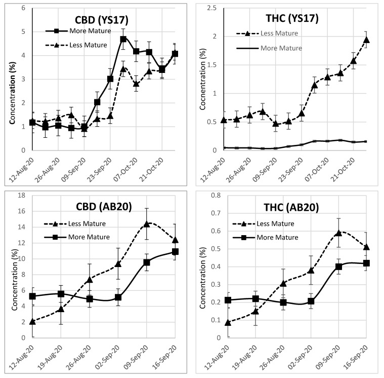 CBD and THC concentration in individual plants of differing initial maturity for two cultivars of hemp. The YS17 plant that was initially less mature was a chemotype II plant that far exceeded the legal limit for THC at full maturity, but the steep rise in both THC and CBD content is evident. The AB20 plant showed a similar steep rise, at virtually the same rate, for both THC and CBD.