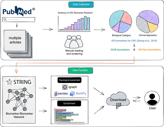 The pipeline of CBD2. We manually collected and classified validated biomarkers and nonbiomarkers by manually reading the literature, and added innovative network construction and analysis functions. CBD, Colorectal Cancer Biomarker Database.