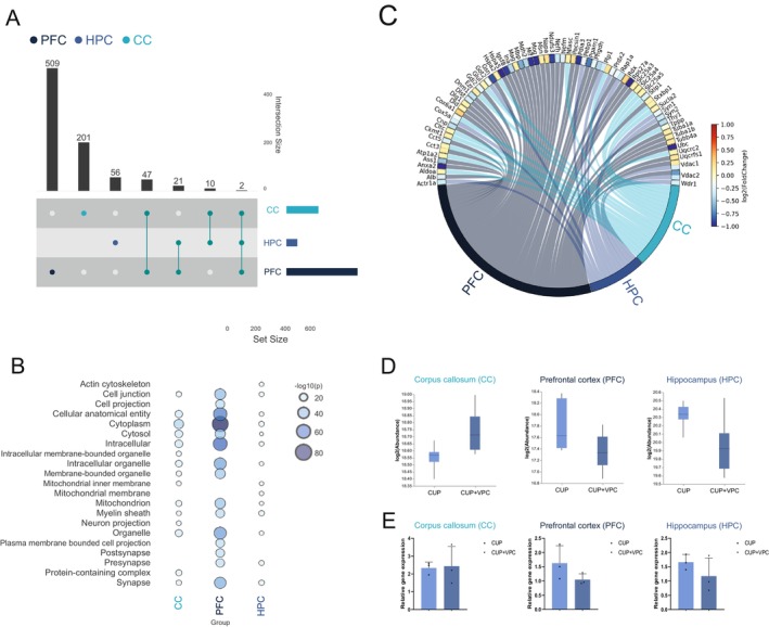 Upset plot (A) showing the differentially expressed proteins in each brain region in response to VPC exposure (CUP + VPC) during the remyelination period compared to controls (CUP). The lower bar plot shows the number of entities associated with each group, whereas the upper bar plot displays the intersection size for each comparison. This is visually represented by colored and linked circles within the frame. (B) The cellular compartment analysis demonstrates the enrichment of differentially expressed proteins in the CC, PFC, and HPC for various cellular compartments. Bubble size represents the number of proteins found in a specific cellular compartment, whereas color indicates the enrichment‐adjusted p value. (C) The Circos plot shows differentially expressed myelin sheath proteins in the PFC, CC, and HPC. Edge colors depict the log2 fold‐change, comparing animals exposed to CUP followed by a period of remyelination against those treated with VPC‐80051 during the remyelination period. (D) The abundance of PLP protein was found to be differentially expressed across the proteomic data obtained from the PFC, CC, and HPC regions. (E) The mRNA expression of Plp in the PFC, CC, and HPC is illustrated. mRNA expression levels for each gene were normalized with the endogenous controls Actb and 18S. Data are represented as mean ± SD, n = 3–4 animals per group. Statistics: Two‐way ANOVA followed by Tukey's post test.