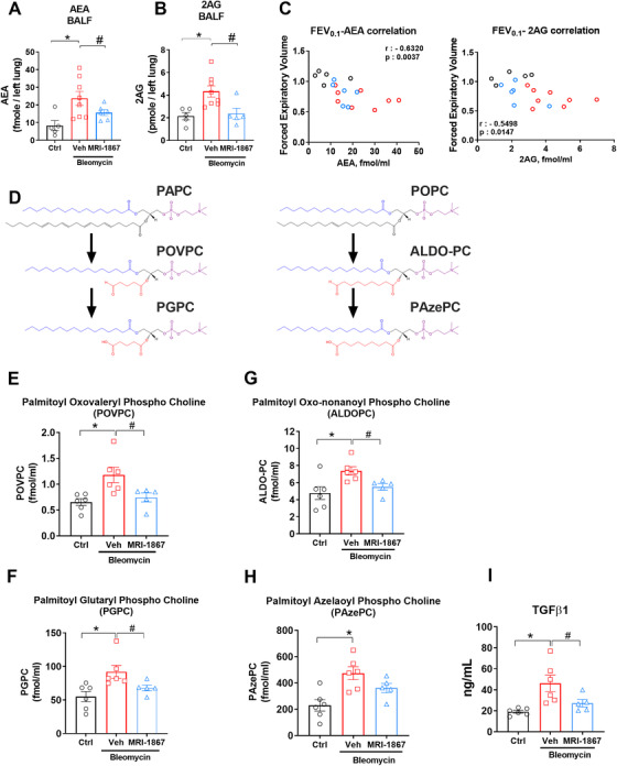 Bleomycin‐induced elevation of endocannabinoids, truncated oxidized phospholipids, and TGFβ‐1 in BALF attenuated by MRI‐1867 treatment. Levels of AEA (A) and 2AG (B) in BALF of HpsPF mice and control. Correlation with forced expiratory volume 0.1 s (FEV0.1) as pulmonary function tests (PFTs) and endocannabinoids (C) in BALF. (D) Chemical structures of surfactant phosphatidyl cholines PAPC and POPC and their truncated oxidized phosphatidyl cholines (POVPC, PGPC, ALDOPC, and PAzePC). Levels of POVPC (E), PGPC (F), ALDOPC (G), PAzePC (H), and TGFβ‐1 (I) in BALF of pale ear mice. Data represent mean ± SEM. n = 6 pale ear mice for control (Ctrl, pale ear mice infused with saline instead of bleomycin), n = 8 HpsPF mice for vehicle (Veh), and n = 6 HpsPF mice for MRI‐1867 (MRI‐1867)‐treated groups for endocannabinoid measurements. n = 6 HpsPF mice for control (Ctrl), n = 6 HpsPF mice for vehicle (Veh), and n = 5 HpsPF mice for MRI‐1867 (MRI‐1867)‐treated groups for oxidized phospholipids and TGFβ‐1 measurements. Data were analyzed by one‐way ANOVA followed by Dunnett's multiple comparisons test. * (p < 0.05) indicates significant difference from the control group. # (p < 0.05) indicates significant difference from the HpsPF mice treated with vehicle (Veh) at 42 day