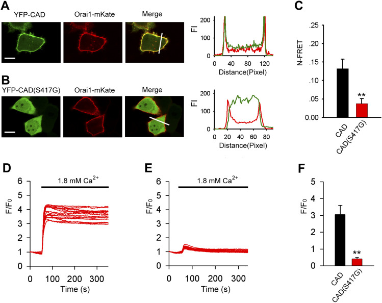 S417 mutation abolishes CAD-Orai1 interaction.(A) Representative confocal images of HeLa cells coexpressing YFP-CAD and Orai1-mKate. Line-scan intensity plots show the distribution of YFP-CAD (green lines) and Orai1-mKate (red line). (B) Representative confocal images of cells coexpressing YFP-CAD (S417G) and Orai1-mKate. Line-scan intensity plots show the distribution of YFP-CAD (S417G) (green lines) and Orai1-mKate (red line). (C) Averaged N-FRET of Orai1-CFP and WT or mutant (S417G) YFP-CAD expressed in HeLa cells without TG stimulation in 0 mM Ca2+(from left to right, n = 55 and 55). (D, E) Ca2+ influx in HeLa cells coexpressing Orai1 and WT-CAD (D) or mutant CAD-S417G (E). (D, E, F) Averaged peak [Ca2+]i values associated with Ca2+ influx in HeLa cells coexpressing Orai1 and WT-CAD or mutant CAD-S417G (from left to right, n = 32 and 32) shown in panels (D, E). Graphs show mean ± SD. *P < 0.05; **P < 0.001. Bar = 10 μm.
