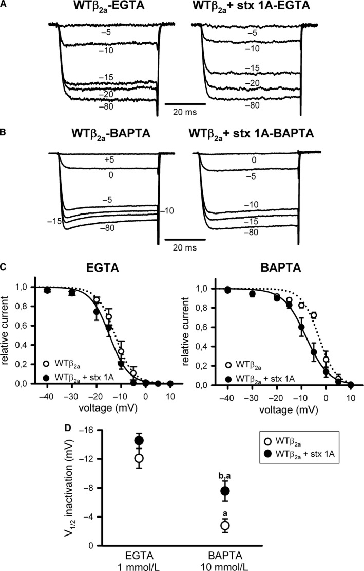 Steady‐state inactivation of CaV2.1 channels containing the regulatory β 2a subunit presents a Ca2+‐dependent component and no regulation by syntaxin‐1A. Illustrative normalized Ca2+ current traces recorded at intermediate (1 mmol/L EGTA) (A) or high (10 mmol/L BAPTA) (B) intracellular Ca2+‐buffering conditions from a HEK 293 cell expressing CaV2.1 channels composed of WT α 1A, β 2a, and α 2 δ subunits (WT β 2a) either in the absence (left) or presence (right) of syntaxin‐1A (stx 1A). Currents were elicited by 50‐ms depolarizing steps to +20 mV applied after 30‐sec depolarizing prepulses to the indicated voltages. Corresponding mean normalized steady‐state inactivation curves (C), and estimated V1/2 inactivation (D) for ΔLI‐II 451–457 CaV2.1 mutant channels containing the β 2a subunit (WT β 2a) in the absence (open circles) or presence (filled circles) of syntaxin‐1A (stx 1A), at the above indicated intracellular Ca2+‐buffering conditions. Average V1/2 inact and kinact values at intermediate Ca2+‐buffering condition (1 mmol/L EGTA) were (in mV): WT β 2a (open circles, n = 12) −12.08 ± 1.36 and −2.43 ± 0.41; WT β 2a + stx 1A (filled circles, n = 11) −14.53 ± 1.02 and −2.33 ± 0.28, respectively. At high Ca2+‐buffering condition (10 mmol/L BAPTA), average V1/2 inact and kinact values were (in mV): WT β 2a (open circles, n = 9) −2.78 ± 0.95 and −3.1 ± 0.52; WT β 2a + stx 1A (filled circles, n = 11) −7.57 ± 1.36 and −3.15 ± 0.55, respectively. a: P < 0.001 when compared to the intermediate Ca2+‐buffering condition (1 mmol/L EGTA); b: P < 0.05 versus the corresponding control condition (absence of syntaxin‐1A). No significant difference was found for kinact values (ANOVA P = 0.44).