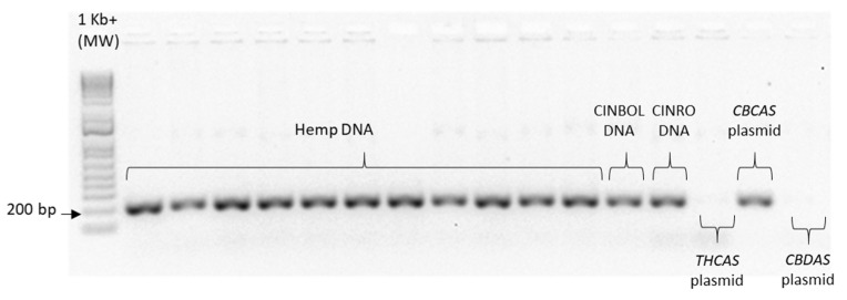 Specificity of primers for CBCAS genes. The expected amplification band of 198 bp was obtained from pJET1.2 containing the CBCAS and DNA of all tested genotypes. Amplification was not obtained from pJET1.2 plasmid containing the THCAS and the CBDAS, indicating a great specificity of this primer pairs.