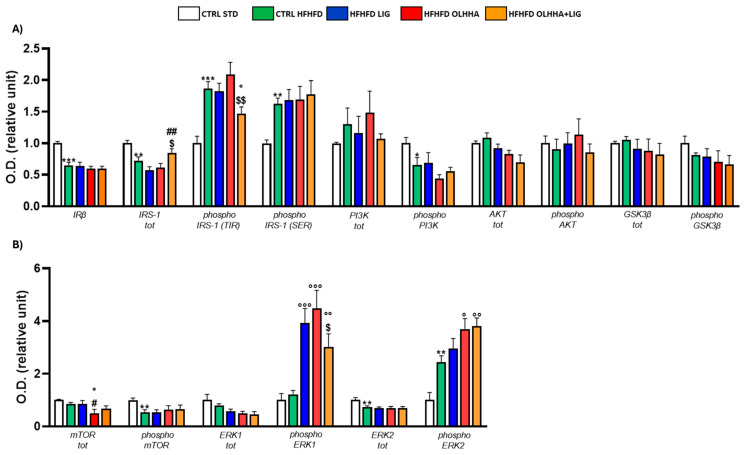 Expression in hippocampus of proteins partaking to (A) insulin pathway and (B) metabolic sensors. Data are expressed as mean ± SEM and analyzed by two-way ANOVA (variables: diet, treatment). * p < 0.05, ** p < 0.01, *** p < 0.001 vs. CTRL STD; ° p < 0.05, °° p < 0.01, °°° p < 0.001 vs. CTRL HFHFD; # p < 0.05, ## p < 0.01 vs. HFHFD LIG; $ p < 0.05, $$ p < 0.01 vs. HFHFD OLHHA.