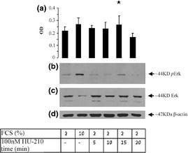(a) Densitometry measurements in phosphorylated (p) ERK response to stimulation. Response of PBMCs to FCS 2 and 10%, followed by a time‐dependent (5–20 min) response to 100 nm HU‐210. The 2 vs. 10% FCS on these blots demonstrates a well‐established upregulation of pERK by high concentrations of FCS. The difference between the average OD of pERK at 15‐min stimulation was statistically significant compared with 2% FCS (P = 0.03, n = 3 experiments, indicated with asterisk). The highest level of pERK with exposure to 100 nm HU‐210 was observed after 15 min (average OD = 0.25 ± 0.08) with a 23% increase (b) Phosphorylated ERK 42/44 (pERK, 42 kDa) and (c) Total Erk 42/44 (Erk) (d) Beta‐actin was used as housekeeping protein; levels remained unchanged.