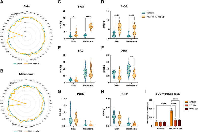 JZL184 increases 2-AG and 2-OG levels in vivo. Radar charts illustrating the levels of amino acids, neurotransmitters, and bioactive lipids in (A) skin and (B) melanoma samples, quantified by LC–ESI–MS/MS. Data are shown as mean values of bioactive molecule amounts of the JZL184-treated group (yellow) compared to the vehicle group (green) used as 100%. C-H Representative charts of endogenous levels of bioactive lipids in melanoma and skin after JZL184 treatment in vivo. Data are shown as violin plots (N = 12 for each group) and analyzed by two-way ANOVA with multiple comparisons and Tukey’s post hoc test; *P < 0.05; **P < 0.01; ****P < 0.0001. I Normalized % of 2-OG hydrolysis in HEK293 and HEK293-CES1 cells. Samples were preincubated with 1 μM JZL184 or WWL113 for 30 min, followed by 1 μM 2-OG incubation for 30 min. Data are shown as mean ± SD from three independent experiments performed in triplicates and analyzed by two-way ANOVA with multiple comparisons and Šídák's post hoc test; ****P < 0.0001. Abbreviations: 2-AG, 2-arachidonoylglycerol; 2-OG, 2-oleoylglycerol; 20:4 PE, 1,2-diarachidonoyl-sn-glycero-3-phosphoethanolamine; Ach, acetylcholine; Ado, L-adenosine; AEA, anandamide; Ala, L-alanine; ARA, arachidonic acid; Arg, L-arginine; Asn, L-asparagine; Asp, L-aspartic acid; C18-20:4 PC, 1-(1Z-octadecenyl)−2-arachidonoyl-sn-glycero-3-phosphocholine; C18-20:4 PE, 1-(1Z-octadecenyl)−2-arachidonoyl-sn-glycero-3-phosphoethanolamine; Cho, choline; CRT, corticosterone; Cys, L-cysteine; ETA, ethanolamine; GABA, gamma-aminobutyric acid; Glu, L-glutamic acid; Gln, L-glutamine; Gly, L-glycine; GSH, glutathione; His, L-histidine; LEA, linoleoyl ethanolamide; Leu, L-leucine; Lys, L-lysine; Met, L-methionine; NE, norepinephrine; OEA, oleoyl ethanolamide; PEA, palmitoyl ethanolamide; PGD2, prostaglandin D2; PGE2, prostaglandin E2; Phe, L-phenylalanine; Pro, L- proline; SAG, 1-stearoyl-2-arachidonoyl-sn-glycerol; SEA, stearoyl ethanolamide; Ser, L-serine; Tau, L-taurine; Trp, L-tryptophan; Tyr, L-tyrosine; Val, L-valine