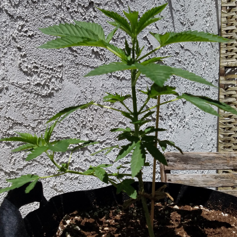Abnormal lateral lower branch growth on marijuana plant.