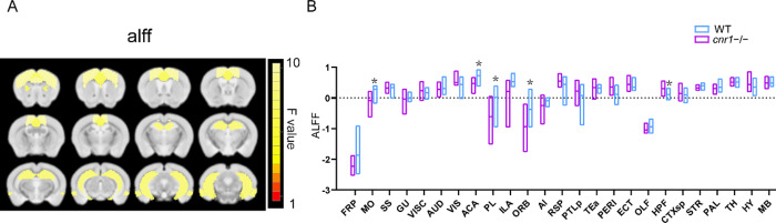 Comparison of the amplitude of low-frequency fluctuations (ALFF) between cnr1–/– mice and WT mice. (A) Significant brain regions (ANOVA genotype factor, p < 0.05, SGoF corrected) have been colored based on that region’s F value and superimposed over the T2 template image. Twelve slices are shown from rostral to caudal, top of brain upward. (B) Group comparison of ALFF. Data are mean ± s.e.m (N = 10 for cnr1–/– and N = 10 for WT). * Indicates p ≤ 0.05 corrected with SGoF. Region of interest names are in Table S1.