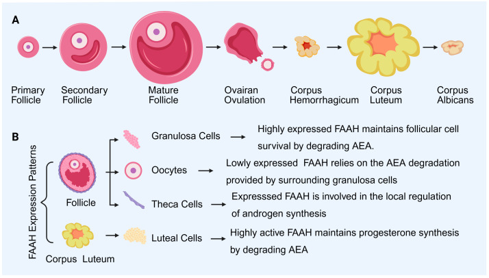 FAAH expression and cellular localization during follicle development in the ovary. (A): Pattern diagram of follicle development and luteal formation. (B): The expression patterns and cellular localization of FAAH. FAAH: fatty acid amide hydrolase; AEA: anandamide. Created by Bio-Render.