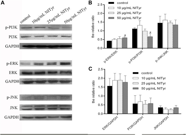 NITyr regulated the PI3K, ERK, and JNK pathways. (A) Western blotting was performed to test the expression of p-PI3K, PI3K, p-ERK, ERK, p-JNK, and JNK. (B) The relative ratios of p-PI3K/PI3K, p-ERK/ERK, p-JNK/JNK were statistically analyzed. (C) The relative ratios of ERK/GAPDH, PI3K/GAPDH, JNK/GAPDH were statistically analyzed. The above experiment was conducted at least three times. *p < 0.05, **p < 0.01, and ***p < 0.001 compared with the control group.