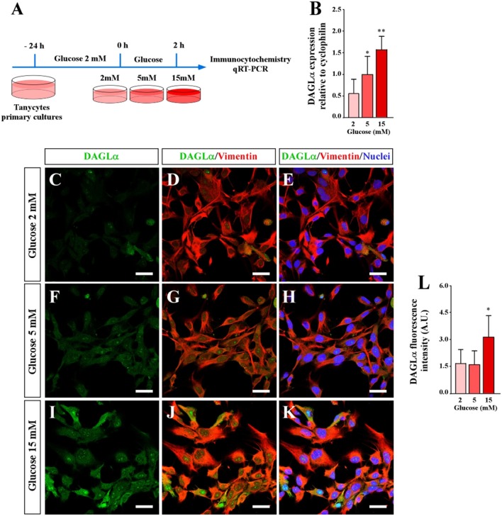 Effect of extracellular glucose on DAGLα expression using primary cultures of tanycytes. (A) Scheme of the experimental protocol. (B) qRT-PCR analysis DAGLα mRNA expression 2 h post incubation with 2, 5, and 10 mM glucose. (C–K) Confocal microscopy of tanycytes incubated in several glucose conditions and stained with anti-DAGLα (green), anti-vimentin (red) and TOPRO-3 as a nuclear marker. (C–E) 2 mM glucose. (F–H) 5 mM glucose. (I–K) 15 mM glucose. Scale bar: 20 μm. (L) Quantification of the fluorescent signal associated with DAGLα. Bars represent average ± S.D. *p < 0.05, **p < 0.01.