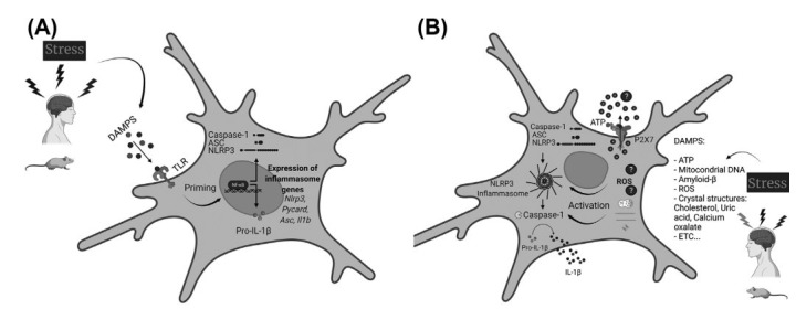 Schematic illustration of the microglial NLRP3 inflammasome priming (A) and activation (B). A. Stressful conditions promote the release of DAMPs, which will be sensed by membrane-associated PRRs (Pattern recognition receptors), here represented by TLRs. TLRs activation engages the NF-kB pathway. Active NF-kB translocates to the nucleus, culminating in the upregulation of the NLRP3 inflammasome-related genes (Nlrp3, Pycard, Casp1, Il1b, and Il18). After the translational process, the NLRP3-inflammasome-related proteins remain in their inactive forms inside the cellular cytoplasm. This phase is considered the priming process. B. A second signal or stimulus, also elicited by DAMPS, but now sensed by NLRP3, is necessary to assemble and activate the NLRP3 inflammasome. One proposed model to explain how this receptor senses the cytosolic damage involves the interaction between extracellular ATP and P2X7 receptors. ATP molecules would bind directly to the P2X7 receptor and promote K+ efflux, which will be sensed by the NLRP3 receptors and lead to the NLRP3 inflammasome oligomerization and activation. Lysosomal contents released after vesicles rupture are also suggested to induce the platform activation – this would be the mechanism caused by crystalline and particulate molecules (amyloid-β, for example). Another model proposes that DAMPs- and PAMPs-generated ROS will be sensed and responsible for the NLRP3 inflammasome activation. Besides these molecules and models, other mechanisms seem to be involved in the oligomerization and activation of the NLRP3 inflammasome platform. Independent of the exact mechanism by which this cytosolic sensor senses the stimulus, once the NLRP3 receptor detects an activating stimulus, this receptor recruits and oligomerizes with ASC, which, in turn, recruits pro-caspase-1. Pro-caspase-1 can self-cleavage into its active proteolytic form, caspase-1, which cleaves inactive pro-IL-1β into its active forms, IL-1β that will be finally secreted from the cell and induce its pro-inflammatory effects in other cells and tissues. DAMPs: Damage-associated molecular patterns (DAMPs); PAMPs: Pathogen-associated molecular patterns (DAMPs); PRRs: Pattern recognition receptors (PRRs); TLRs: Toll-like receptors; ROS: Reactive oxygen species. Created with BioRender.com.