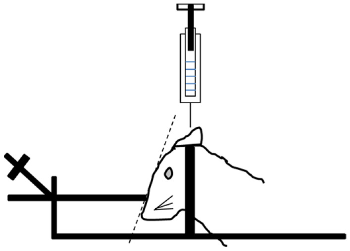 Fixation of rats in a stereotactic device during puncture of the great cerebral cistern. Adapted from ref. [70].