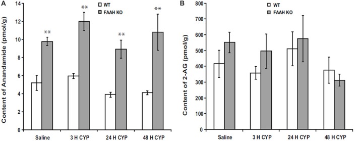 Bladder content of anandamide (AEA) (A) were consistently greater in fatty acid amide hydrolase (FAAH) knock out (KO) mice than wild-type (WT) mice treated with saline (controls) or cyclophosphamide (CYP; 150 mg/kg) given intraperitoneally 3 h prior to sacrifice. Bladder content of 2-arachidonoylglycerol (2-AG; B) was similar in both KO and WT and was unaffected by treatment. Mean ± SEM. **p < 0.01 KO vs. WT; n = 4 for each group. Reprinted by permission from the publisher of Journal of Molecular Neuroscience, Nature/Springer/Palgrave; (Wang et al., 2015b).