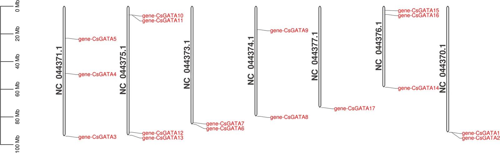 Chromosomal location and distribution of CsGATA genes in C. sativa L. Seventeen identified CsGATA genes were mapped onto the ten assembled chromosomes of the C. sativa L. reference genome (CS10). The genes were unevenly distributed across seven chromosomes, with no genes found on NC_044372.1, NC_044378.1, or NC_044379.1