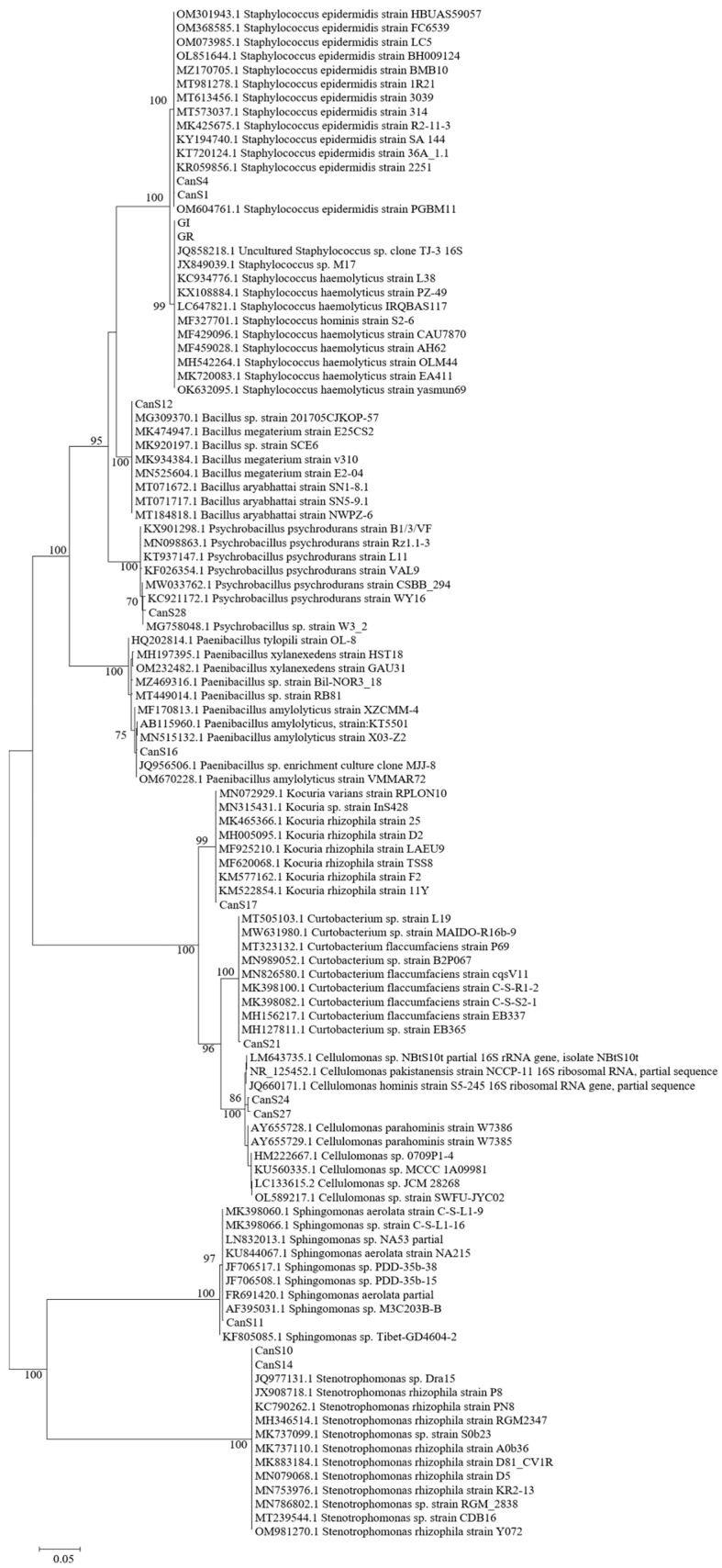 Phylogenetic tree reconstruction based on the 16S rRNA gene, obtained with maximum-likelihood method on a total of 110 sequences, 14 of them belonging to our strains and 96 high-quality sequences selected among those most similar to our isolated bacteria.