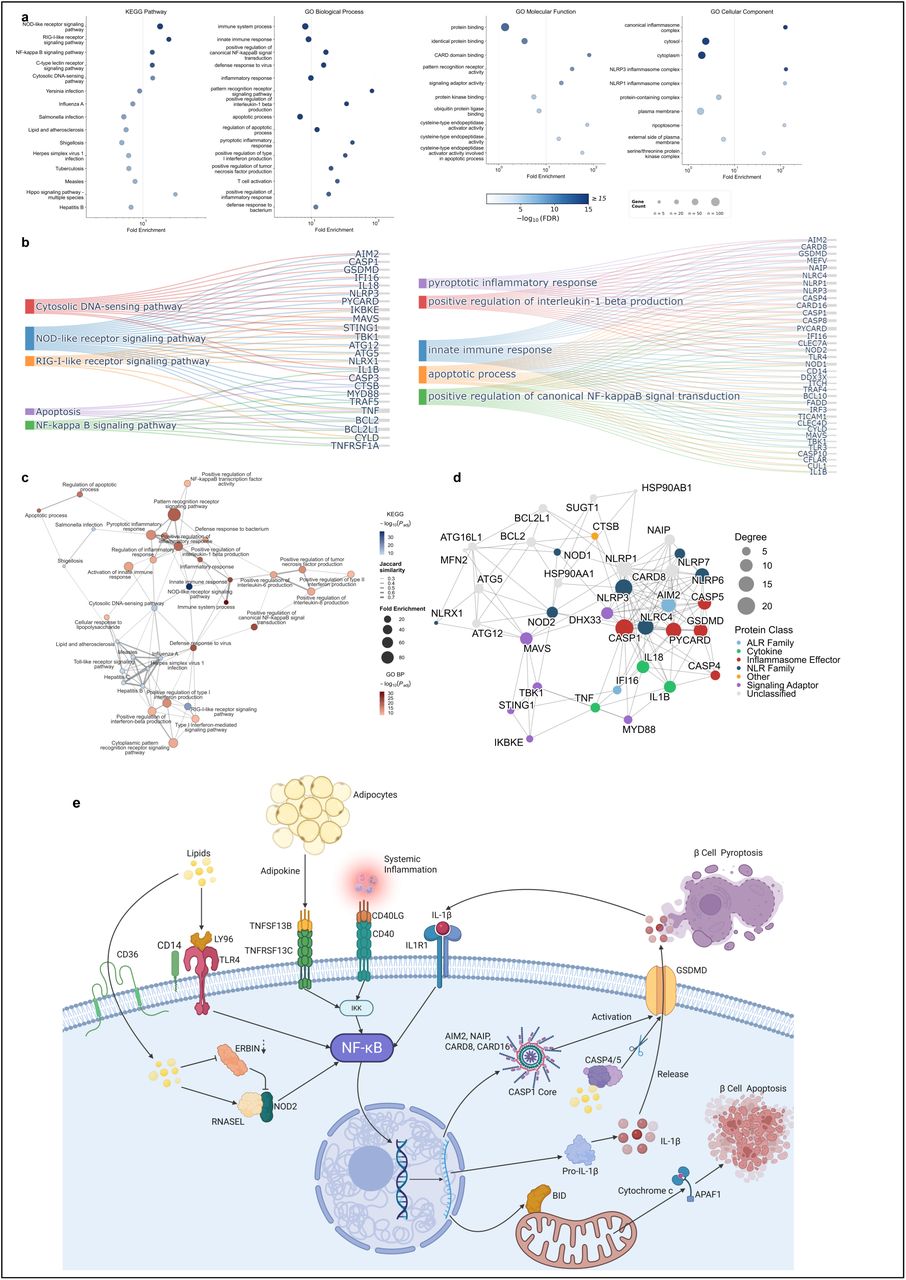 a. Functional enrichment analysis of prioritized genes across KEGG pathways, GO biological process, GO molecular function, and GO cellular component, highlighting prominent over-representation in innate immune signaling, inflammasome assembly, and caspase regulatory pathways. b. P-values and FDRs of top five representative GO terms and KEGG pathways. c. Enrichment map of pathway co-enrichment network, with nodes representing individual KEGG pathways and GO BP. d. Protein-protein interaction network of NOD-related inflammasome components, with node size scaled by interaction degree and color indicating protein class. e. Molecular mechanisms of β-cell death via NOD-like receptor–NF-κB–inflammasome signaling in the diabetic microenvironment.