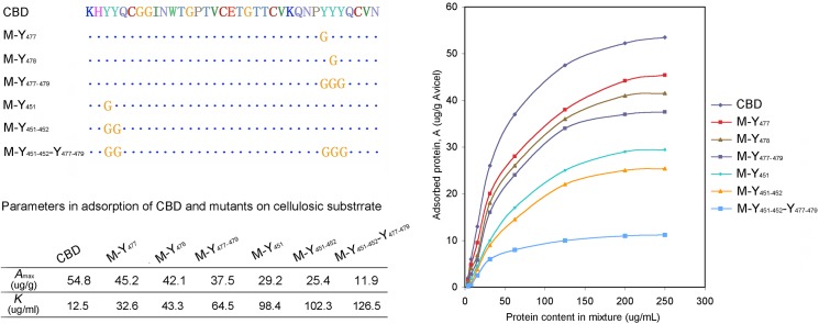 Adsorption isotherms of CBD and mutants onto the microcrystalline cellulose and their corresponding reciprocal Langmuir parameters.Protein content loaded into the mixture changed from 2 μg/mL to 250 μg/mL.