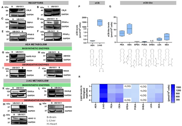 Identification of the principal ECS elements in UB/OC1 cells. Western blots of eCB receptors (A) CB1R, (B) CB2R, (C) TRPV1, (D) PPARα, (E) PPARδ, and (F) PPARγ. Western blots of the AEA biosynthetic enzymes (G) NAPE‐PLD and (H) ABHD4, and of the AEA degradative enzymes (I) FAAH and (J) NAAA. Western blots of the primary 2‐AG metabolic enzymes (K) DAGLα, (L) DAGLβ, and (M) MAGL, and of the additional 2‐AG hydrolases (N) ABHD6 and (O) ABHD12. Each protein is shown alongside positive controls from mouse tissues with respective GAPDH housekeeping. The whole Western blot bands are reported in Figures S2–S16. (P) Endogenous levels of AEA and 2‐AG and of (Q) eCB‐like compounds in UB/OC1 cells quantified by UHPLC–MS/MS. The data are presented as a box plot with whiskers ranging from min to max values. Each eCB is presented alongside its chemical structure. (R) Levels of eCBs and eCB‐like compounds in UB/OC1 cells are represented as a heatmap (n = 4). 2‐AG, 2‐arachidonoylglycerol; AEA, N‐arachidonoylethanolamine; ABHD4/6/12, α/β hydrolase domain‐containing protein; B, brain; CB1R, cannabinoid receptor 1; CB2R, cannabinoid receptor 2; DAGLα/β, diacylglycerol lipases α and β; DHEA, docosahexaenoylethanolamine; EPEA, N‐epoxyeicosatetraenoylethanolamine; FAAH, fatty acid amide hydrolase; GAPDH, glyceraldehyde‐3‐phosphate dehydrogenase; H, heart; L, liver; LEA, N‐linoleoylethanolamine; MAGL, monoacylglycerol lipase; NAPE‐PLD, N‐acyl‐phosphatidylethanolamines‐specific phospholipase D; NAAA, N‐acylethanolamine acid amidase; OEA, N‐oleoylethanolamine; PEA, N‐palmitoylethanolamine; POEA, N‐palmitoleoylethanolamine; PPARα/γ/δ, peroxisome proliferator‐activated nuclear receptors α, γ, δ; SEA, N‐stearoylethanolamine; TRPV1, transient receptor potential vanilloid receptor 1.