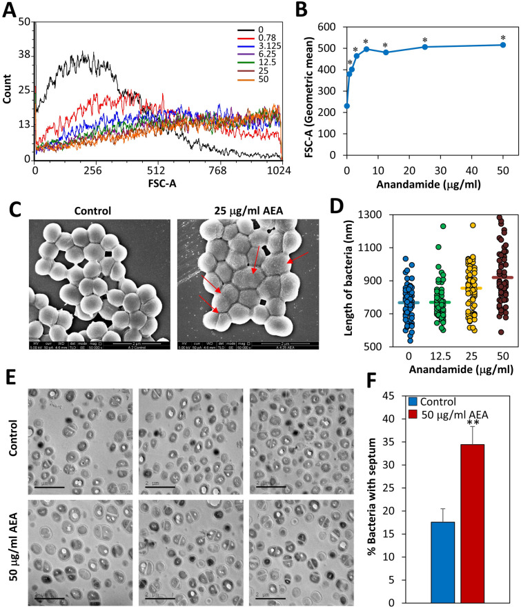 AEA changes the structure of the bacteria and increases the number of bacteria with complete septum. (A) Forward scatter on flow cytometry of bacteria treated with various concentrations of AEA for 2 h. (B) The graph shows the mean geometric FSC of data presented in (A). (C) SEM images of control bacteria or bacteria treated with 25 μg/ml AEA for 2 h. The red arrows point to bacteria that are larger and seem to be in division, but did not yet separate. The AEA-treated bacteria show ruffled membranes, which is in contrary to the control bacteria with smooth membranes. (D) The length of the bacteria after a 2 h treatment with AEA compared to control bacteria. n = 65–70 for each treatment group measured from 4–5 independent images. The horizontal lines present the average size. The y axis is set within the range of the cell sizes. (E) TEM images of control and AEA-treated bacteria for 2 h. (F) The graph presents the percentage of bacteria showing complete septum. 840–890 bacteria were counted in 6 different images of each sample. **p < 0.002.