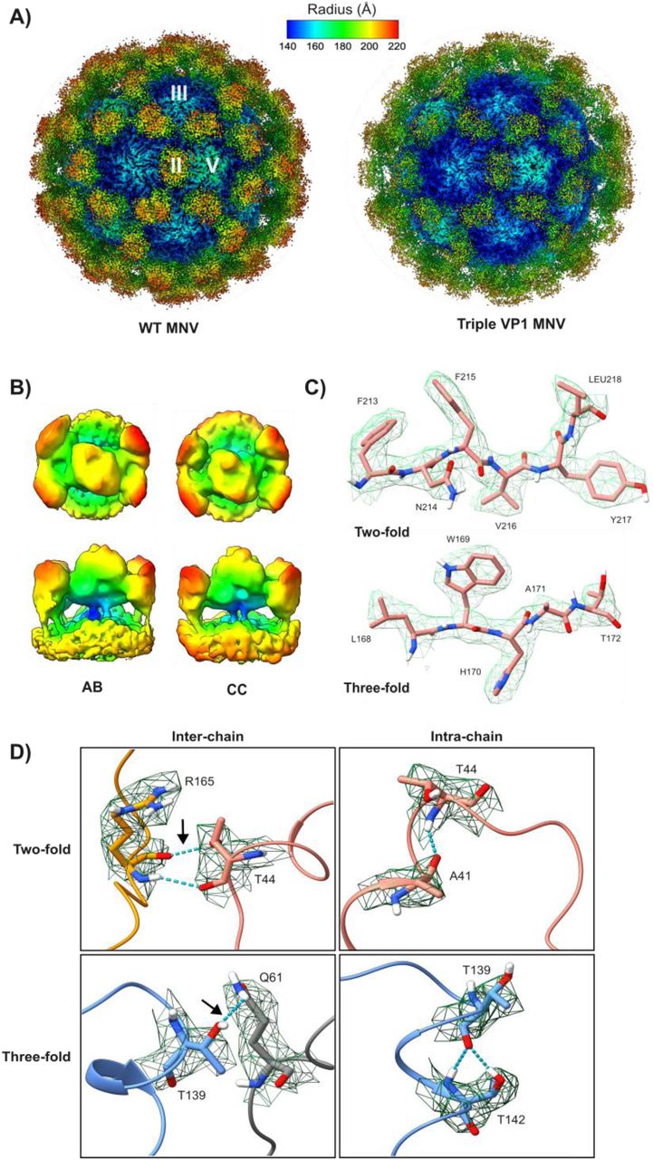 The stable Triple VP1 MNV exhibits highly flexible, raised P domains with additional inter-chain hydrogen bonding in the S domain.(A) Structures of WT MNV (3.7Å, with two-fold, three-fold and five-fold icosahedral axes indicated) and Triple VP1 MNV (2.8Å), radially coloured according to distance from centre (Å). (B) Top-down (top) and side (bottom) views of example class averages from focused classification of Triple VP1 MNV AB and CC-dimers, highlighting raised-state P domains. Classes are coloured according to height. (C) Representative EM density from the Triple VP1 MNV S domain reconstruction, with residue identities and positions noted. (D) Representative examples of inter and intra-chain hydrogen bonding interactions of T44 and T139 in Triple VP1 MNV, with interacting residues labelled. Hydrogen bonds are depicted by dashed blue lines. Oxygen, nitrogen, and hydrogen atoms are coloured red, blue and white respectively. Black arrows indicate hydrogen bonds that were not present in wild-type structures.