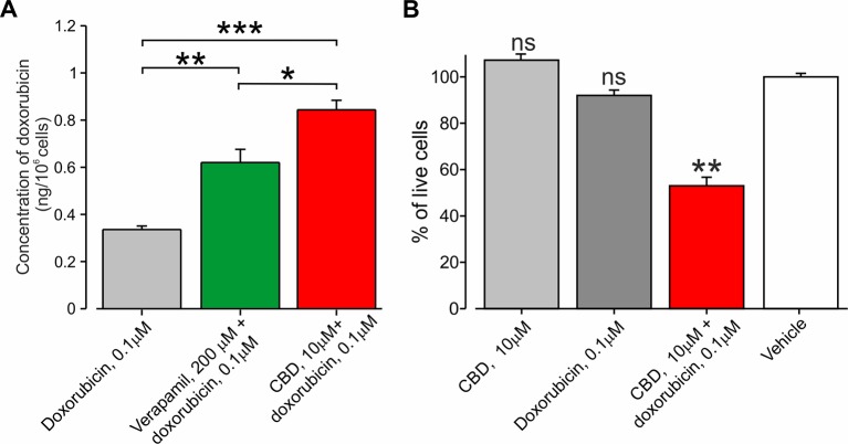 Co-application of doxorubicin with CBD led to an increased amount of intracellular doxorubicin and increased cell death. (A) The concentration of doxorubicin in BNL1 ME cells (in ng/106 cells; see Methods) following a 24-h treatment with 0.1 μM doxorubicin alone, 0.1 μM doxorubicin together with 200 µM verapamil, or 0.1 μM doxorubicin together with 10 μM CBD, measured using fluorometric analysis; n = 3 repetitions for each time point for each treatment group. (B) Live-cell fluorescence measurements from cultured BNL1 ME cells treated for 24 h with 10 μM CBD alone, 0.1 μM doxorubicin alone or co-application of 10 μM. CBD, and 0.1 μM doxorubicin. Note that only the co-application of CBD with doxorubicin produced a significant decrease in the number of living cells. *p < 0.05, **p < 0.01, ***p < 0.001, ns, not significant; one-way ANOVA, comparison between the vehicle to all other groups, n = 6 wells for each group, three repetitions.