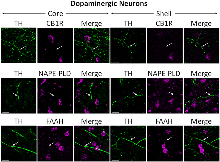 Double-label immunofluorescence illustrating co-localization of CB1R-IR, NAPE-PLD-IR, and FAAH-IR with tyrosine hydroxylase (TH). Confocal micrographs of NAc co-immunolabeled for CB1R, NAPE-PLD, or FAAH (magenta), and TH (green), a specific marker for dopaminergic projections, in core and shell. Arrows point at TH-positive axons and terminals that do not express either CB1R, NAPE-PLD, or FAAH. Scale bar = 10 µm.