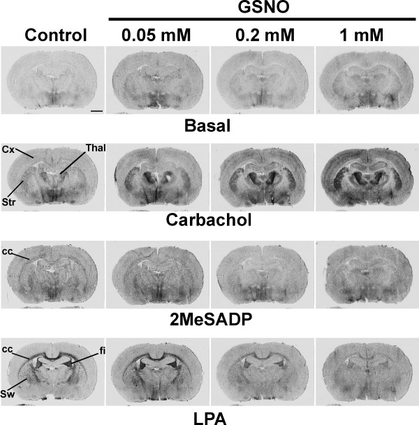 GSNO modulates GPCR signaling in a dose-dependent manner. [35S]GTPγS autoradiography was conducted using a 3-step protocol with DPCPX (10-6 M) present throughout steps 2 and 3, as detailed in the Methods section. GSNO was present at the indicated concentrations for 60 min during the GDP loading (step 2). Carbachol (CCh, 10-4 M), 2MeSADP (10-6 M) or LPA (5 × 10-5 M in 0.1% fatty acid free BSA) were present in step 3. Note dose-dependent amplification of CCh-stimulated G protein activity, most evident at this coronal plane in the cerebral cortex (Cx), the striatum (Str), and the thalamus (Thal). Note also dose-related attenuation of 2MeSADP- and LPA-stimulated responses, especially in the white matter regions, including the corpus callosum (cc), the fimbria of the hippocampus (fi), and the striatal white matter (Sw). Scale bar = 2 mm. For quantitative data on selected brain regions, see Supplementary Figs. 1 and 2 in additional file 1.