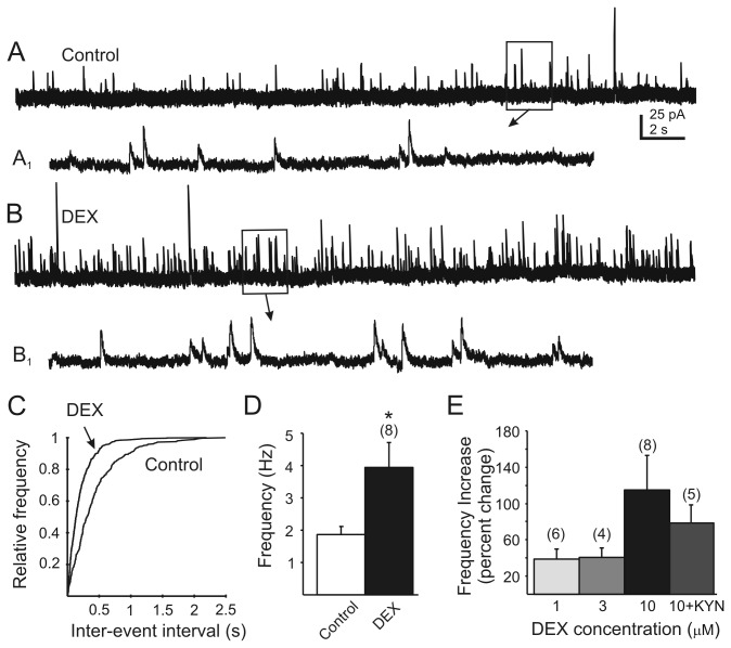 Dexamethasone increases mIPSC frequency in DMV neurons. A. Continuous recording of mIPSCs observed at holding potential of -10 mV in the presence of tetrodotoxin (TTX; 1 µM). B. Recording of mIPSCs in the same cell after application of DEX (10 µM). A1 and B1 are temporally-expanded, 2 s sections from boxed areas of traces A and B, respectively. Recording pipette contained 140 mM Cs+. C. Cumulative frequency plots of the inter-event interval distribution for mIPSCs before and after application of DEX for the recording in A and B. A significant effect of DEX was detected in this cell using the Kolmogorov-Smirnov (K–S) test (P<0.05). D. Change in mIPSC frequency observed 3 min after DEX application in DMV neurons that were determined to have responded to DEX by K–S test (n=8; p<0.05). E. The effect of DEX in responding cells as a function of concentration. The effect of the highest DEX concentration (10 µM) in the presence of kynurenic acid (KYN; 1 mM) is also shown. Numbers in parentheses above the bars indicate number of replicates; error bars indicate SE.