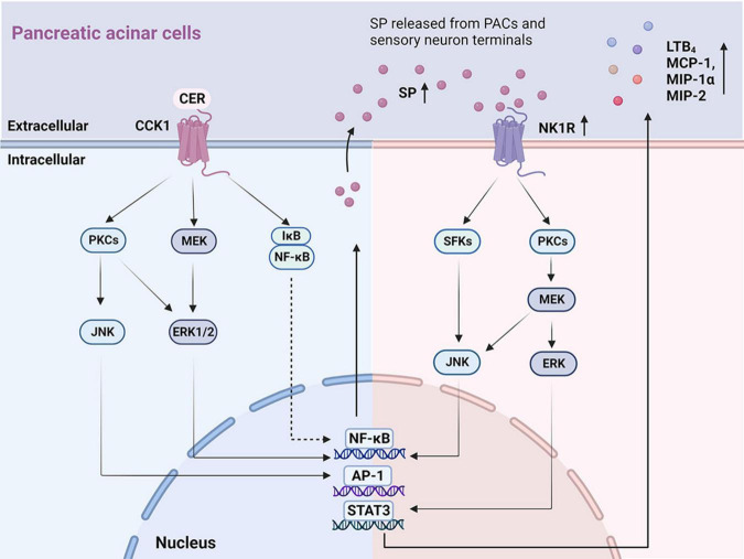 The key signaling pathways illustrating autocrine SP ⋅ and ⋅ SP/NK1R induced inflammatory mediators in PACs. On the left: Mechanisms of the autocrine effect of SP induced by CER in PACs. CER up-regulates SP and NK1R via the CCK1 receptor (Tamizhselvi et al., 2007; Koh et al., 2010, 2011a), activating signaling molecules that involve PKCs, JNK, MEK, ERK1/2, NF-κB, and AP-1. On the right: Mechanisms of SP binding to NK1R induced chemokine production in PACs. SP, released from PACs and sensory neuron terminals, binds to NK1R, regulating the production of inflammatory cytokines (LTB4, MCP-1, MIP-1α, and MIP-2) through the activation of SFKs, JNK, PKCs, MEK, ERK, NF-κB, AP-1, and STAT3. PACs, pancreatic acinar cells; SP, substance P; NK1R, neurokinin 1-receptor; CCK, cholecystokinin; CER, cerulein; PKC, protein kinase C; JNK, c-Jun N-terminal kinase; MEK, MAPK/ERK kinase; ERK 1/2, extracellular signal-regulated kinase 1/2; NF-κB, nuclear factor kappa-B; AP-1, activator protein-1; LBT4, leukotriene B4; MCP-1, monocyte chemotactic protein-1; MIP-1α, macrophage inflammatory protein-1α; MIP-2, macrophage inflammatory protein-2; SFKs, Src family kinases; STAT3, activator of transcription 3.