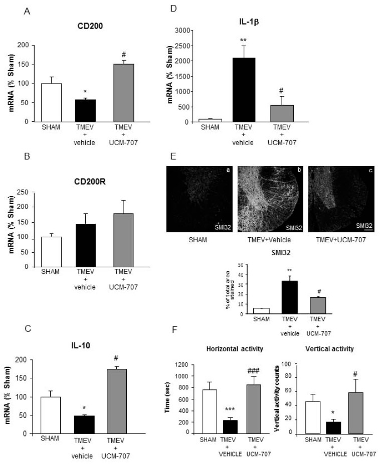 The inhibitor of AEA uptake, UCM-707, induces a recovery in the expression of CD200 mRNA in the spinal cord of TMEV-IDD mice. TMEV-infected mice were subjected at 60 days pi (during established disease) to the administration of the selective inhibitor of AEA uptake, UCM-707 (5 mg/kg) for 12 consecutive days. A) Level of expression of CD200 mRNA, evaluated by real time-PCR, in Sham mice and TMEV-infected mice subjected to UCM-707 or vehicle administration. TMEV-infected mice show downregulation of CD200 mRNA expression (p<0.05) compared to Sham animals. UCM-707 treatment significantly increased the expression of CD200 in the spinal cord of TMEV-infected mice (p<0.05). B) Levels of expression of CD200R mRNA, evaluated by real time-PCR, in Sham mice and TMEV-infected mice subjected to UCM-707 or vehicle administration. No significant changes in the level of CD200R expression were found among the different groups. UCM-707 treatment did not modify the level of CD200R expression. C) Expression of IL-1β mRNA, evaluated by real time-PCR, in Sham mice and in TMEV-infected mice subjected to UCM-707 treatment or vehicle administration. TMEV-infected mice show elevated levels of IL-1β (p<0.01) vs Sham mice in the spinal cord. UCM-707 treatment significantly down-regulates IL-1β expression (p<0.05). D) Expression of IL-10 mRNA, evaluated by real time-PCR, in Sham mice and TMEV-infected mice subjected to UCM-707 or vehicle administration. TMEV-infected mice show decreased level of expression of IL-10 in the spinal cord (P<0.05) vs Sham mice. UCM-707 treatment significantly up-regulates IL-10 expression in the spinal cord of TMEV-infected mice (P<0.05). E) Representative images of coronal spinal cord sections derived from Sham or TMEV-infected mice subjected or not to UCM-707 treatment stained with SMI32 for labelling axonal damage. The quantification of the images analysis shows that TMEV-infected mice present axonal degeneration (p<0.01) and UCM-707 treatment reduces axonal damage (p<0.05). Scale bars: 100 µm. F) Activity cage performance: horizontal activity (left panel), vertical activity (right panel). TMEV-infected mice display decreased horizontal (P<0.001) and vertical activity (P<0.05) vs Sham mice. UCM-707 treatment significantly improves motor activity of TMEV-infected mice (p< 0.001 for horizontal activity and p<0.05 for vertical activity). Mice were assessed one day after the end of the 12-day treatment protocol. All values in A, B, C, E and F represent mean ± SEM from 7-8 mice per group.