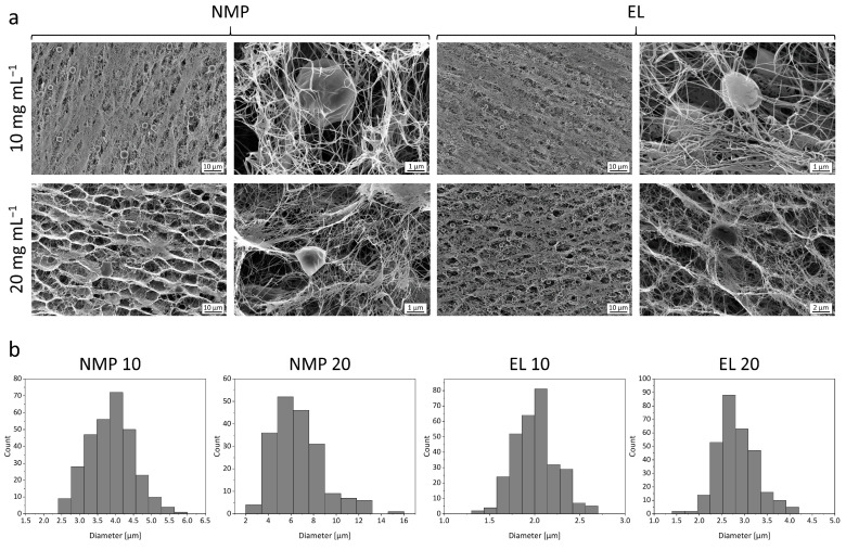 (a) Morphology of the PLGA phase within BNC depicted by scanning electron microscopy (1000 to 10,000× magnification) of the cross-section of the fleeces after precipitation of 10 and 20 mg mL−1 PLGA from the solvents NMP and EL and subsequent freeze-drying. (b) Distribution of the spherical equivalent diameter of PLGA particles incorporated into BNC determined by ImageJ (n = 300 for NMP 10, EL 10, and EL 20, n = 192 for NMP 20).