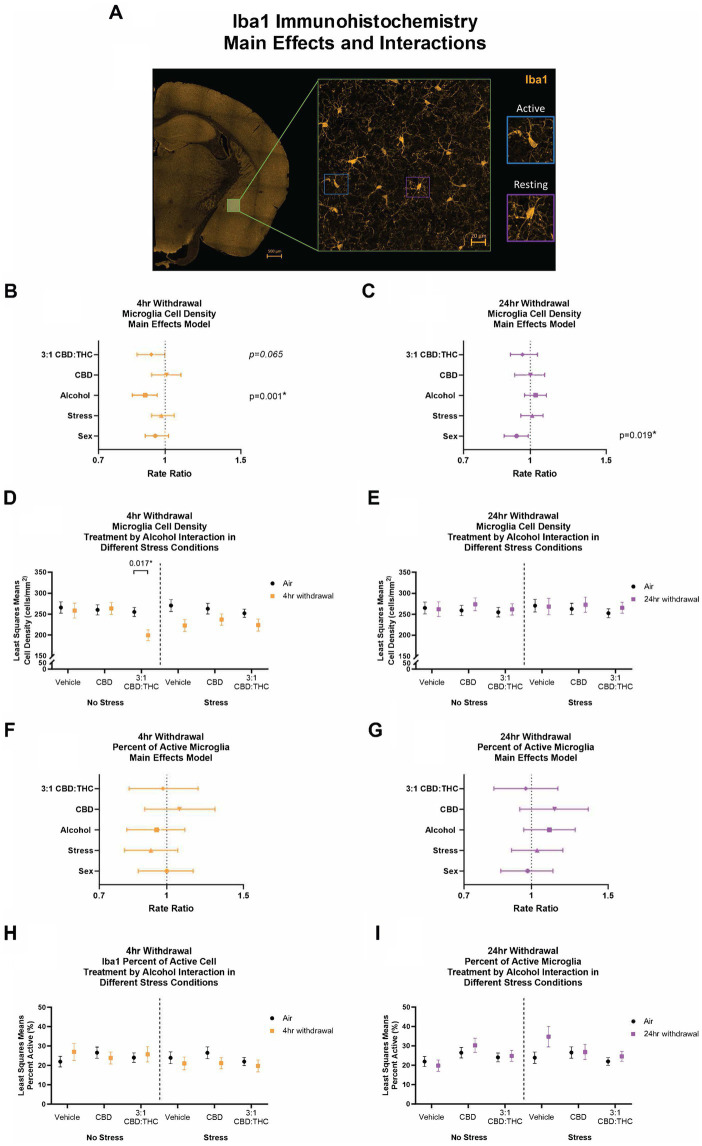 Main effects and interactions model between air control group and each of the withdrawal time groups in the density of Iba1+ microglial cells and the percent of active microglial cells. (A) Representative image of CeA location and Iba1+ cells. Examples of active and resting microglia are portrayed on the right side of the image. (B) Main effects of microglial cell density for treatment, alcohol, stress, and sex in 4-h withdrawal. The x-axis on a log10 scale has been modified to better visualize the data. (C) Main effects of microglial cell density for treatment, alcohol, stress, and sex in 24-h withdrawal. The x-axis on a log10 scale has been modified to better visualize the data. (D) Treatment by alcohol interaction of microglial cell density stratified by stress in 4-h withdrawal. (E) Treatment by alcohol interaction of microglial cell density stratified by stress in 24-h withdrawal. (F) Main effects of percent of active microglia for treatment, alcohol, stress, and sex in 4-h withdrawal. The x-axis on a log10 scale has been modified to better visualize the data. (G) Main effects of percent of active microglia for treatment, alcohol, stress, and sex in 24-h withdrawal. The x-axis on a log10 scale has been modified to better visualize the data. (H) Treatment by alcohol interaction of percent of active microglial cells stratified by stress in 4-h withdrawal. (I) Treatment by alcohol interaction of percent of active microglial cells stratified by stress in 24-h withdrawal. The p-values represent values of a statistical test of differences between the least square means outcome values for those combinations of explanatory factors. p < 0.05 is considered significant. Data is collected from at least 6 mice per group and is averaged across both hemispheres between 2 brains slices per mouse.