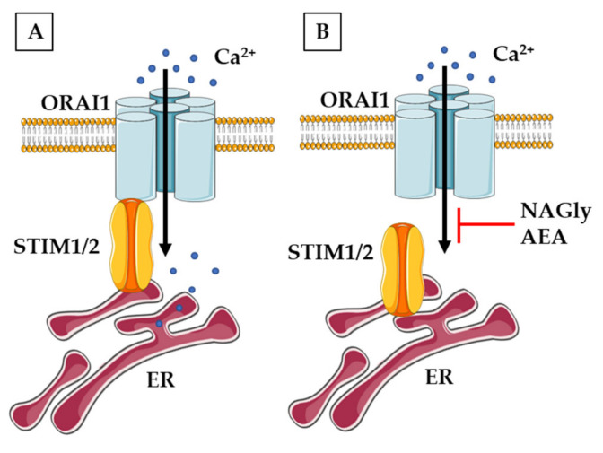 The overview of neuronal mechanism of non-receptor endocannabinoids action on SOCE. (A) The simplified view of SOCE in physiological conditions. (B) NAGly and AEA can block the interaction of STIM proteins with ORAI channel and inhibit SOCE.