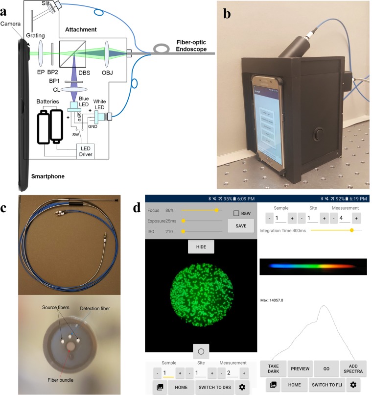 The SmartME system. (a) A schematic of the SmartME device; (b) a picture of the SmartME with the smartphone and fiber-optic endoscope attached; (c) a picture and distal-end view of the miniature dual-modality fiber-optic endoscope; and (d) screenshots of the SmartME App user interfaces in FLI (left) and DRS (right) modes.