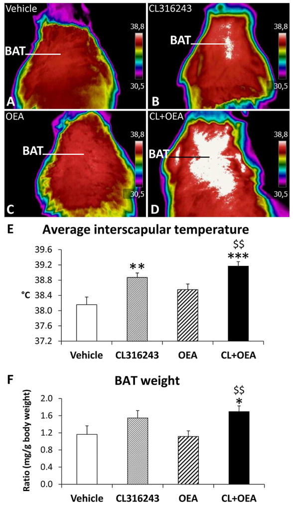 Effects of repeated administration of CL316243 and/or OEA on BAT temperature and weight after 6 days of treatment. (A–D) Representative infrared thermal images with quantification of interscapular temperature. Histograms represent the mean±s.e.m. (n=8). (E) Average interscapular temperature. (F) BAT weight. *P<0.05, **P<0.01, ***P<0.001 versus vehicle-treated rats; $$P<0.01 versus OEA-treated rats.