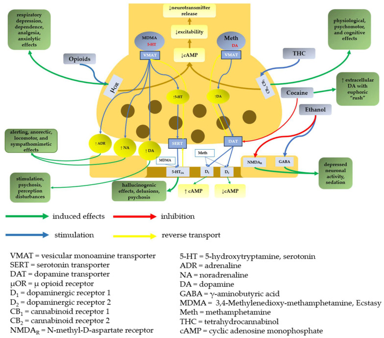 Molecular targets and primary outcomes resulting from the effects of substances of abuse on neuronal terminals.