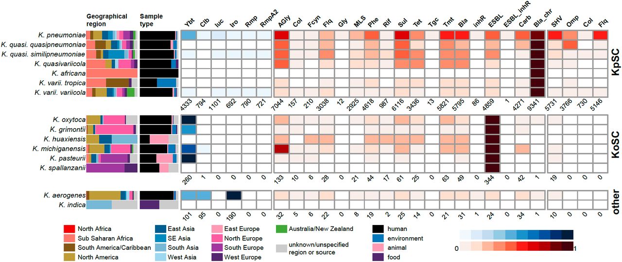 Summary of genome collection metadata, and Kleborate-derived virulence and antimicrobial resistance (AMR) genotypes, for all publicly available Klebsiella genomes.Data shown summarise Kleborate results for 11,277 non-redundant Klebsiella genomes publicly available as at July 17, 2020 (Table S2). From left to right: barplots showing source information by geographical region and sample type (coloured as per inset legend); heatmaps showing prevalence of virulence loci (blue) and predicted AMR drug classes (red) (as per inset scale bars). Genomes are summarised by species, ordered by species complex: KpSC, K. pneumoniae species complex; KoSC, K. oxytoca species complex; and other Klebsiella. In the heatmaps, the total number of genomes in which each type of virulence/AMR determinant was detected are indicated below each column. Column names are as follows: ybt, yersiniabactin; clb, colibactin; iuc, aerobactin; iro, salmochelin; rmp, hypermucoidy Rmp; rmpA2, hypermucoidy rmpA2; AGly, aminoglycosides; Col, colistin; Fcyn, fosfomycin; Flq, fluoroquinolone; Gly, glycopeptide; MLS, macrolides; Phe, phenicols; Rif, rifampin; Sul, sulfonamides; Tet, tetracyclines; Tgc, tigecycline; Tmt, trimethoprim; Bla, β-lactamases; inhR, β-lactamase inhibitor; ESBL, extended-spectrum β-lactamases; ESBL_inhR, extended-spectrum β-lactamase with resistance to β-lactamase inhibitors; Carb, carbapenemase; Bla_chr, intrinsic chromosomal β-lactamase; SHV, mutations in SHV; Omp, truncations/mutations in ompK35/ompK36; Col, truncations in mgrB/pmrB conferring colistin resistance; Flq, mutations in gyrA/parC conferring resistance to fluoroquinolones.